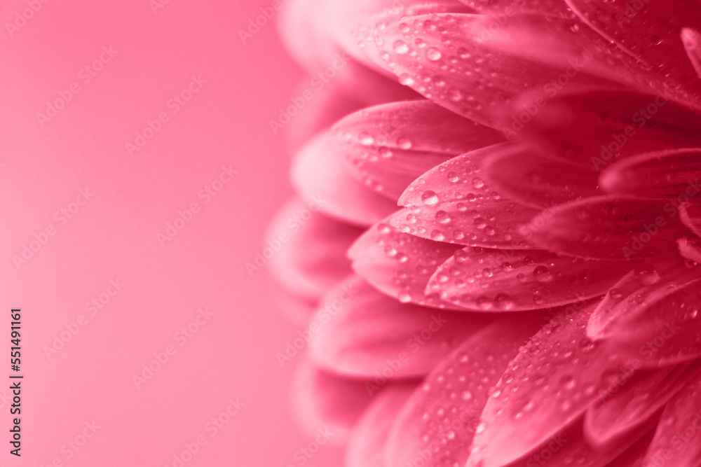 viva magenta Gerbera flower petals with drops of water, macro on flower, beautiful abstract background viva magenta Gerbera flower petals with drops of water, macro on flower, beautiful abstract background