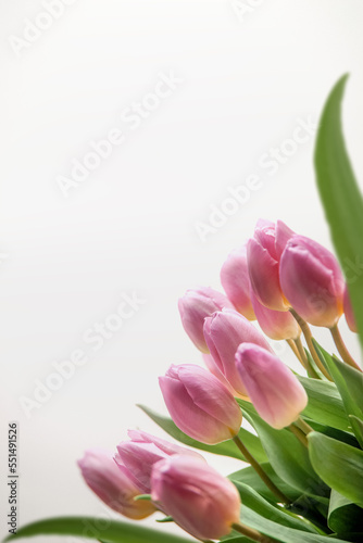 Pink tulips border at white background. Springtime flowers