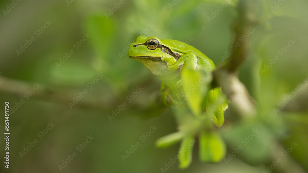 European tree frog (Hyla arborea) on a branch European tree frog (Hyla arborea) on a branch