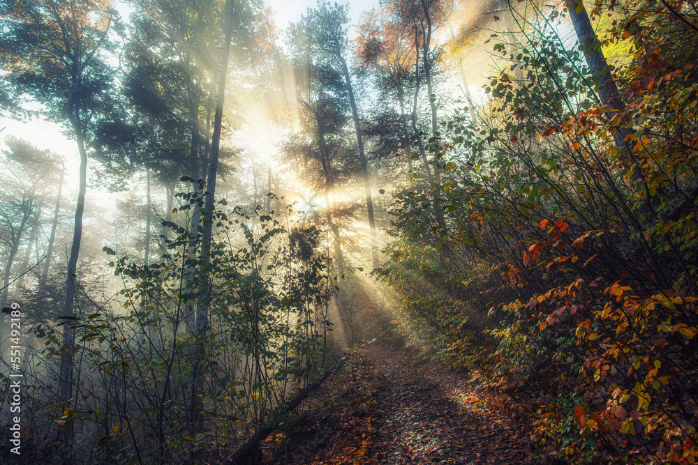 Obraz premium sun rays in misty autumn forest