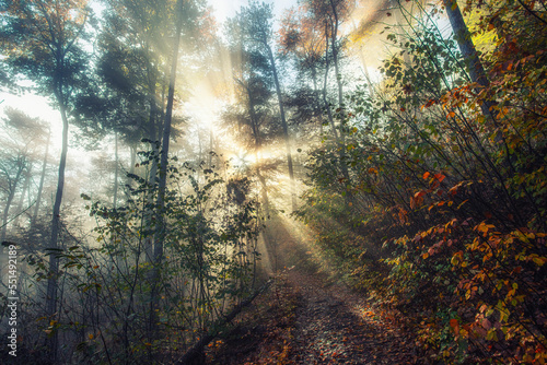 Fototapeta Naklejka Na Ścianę i Meble -  sun rays in misty autumn forest