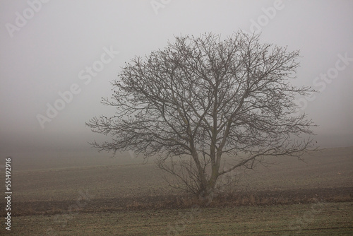 Wallpaper Mural lonely tree in the mist  Torontodigital.ca