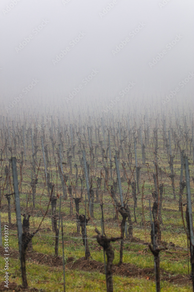winter vineyards landscape