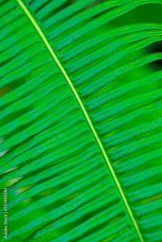 Fern leaves and buds of fern leaves with green succulent fronds macro shot fern macro view of background.