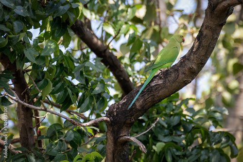 Ringnecked parakeet, bird is perching on tree branch in a big tree. Nature and wildlife concept.