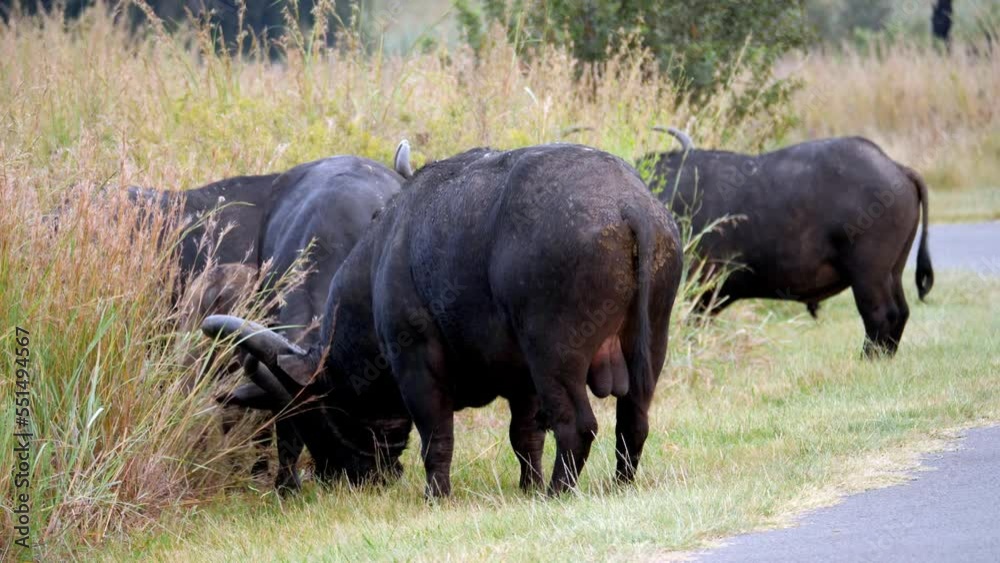 Huge Horned buffalo Bull with Large Testicles eats long african grass during day - static medium shot Huge Horned buffalo Bull with Large Testicles eats long african grass during day - static medium shot