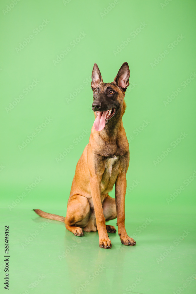 The Belgian Shepherd, The Malinois dog on green background