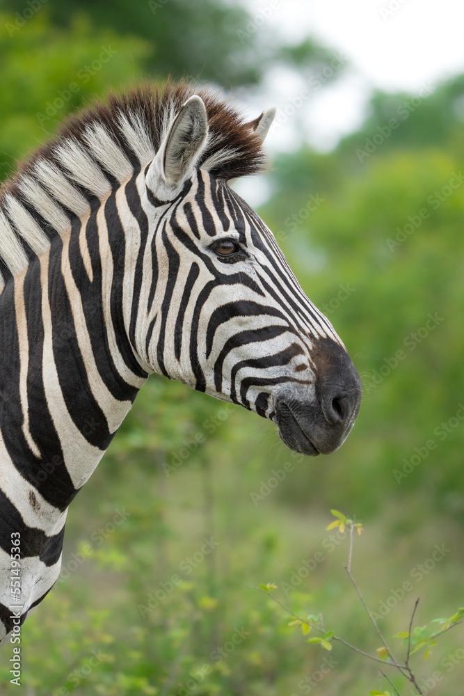 Beautiful portrait of a Plains Zebra with a lush green background, Kruger National Park. Beautiful portrait of a Plains Zebra with a lush green background, Kruger National Park.