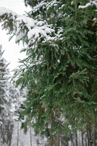 Fir trees covered with snow in winter forest close up  © mariarom