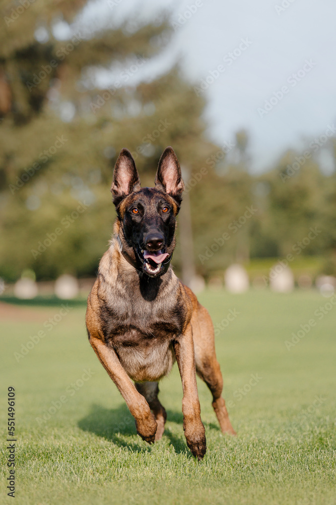 Belgian Shepherd Malinois running on the grass. Summertime. Happy dog on the walk