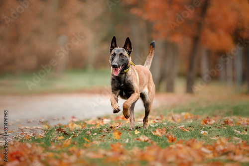 Tableau sur toile Belgian Shepherd Malinois running
