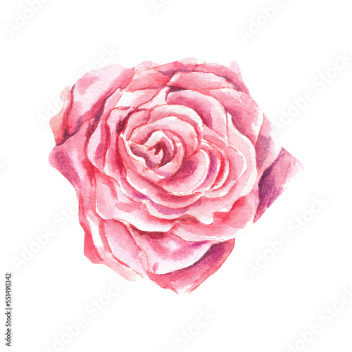 Rose on a white background. Pink color. Watercolor illustration. Making postcards.