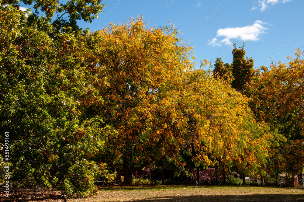 Orange Australia, autumn colours in public park