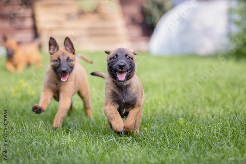 Belgian Shepherd (Malinois) puppy playing on the backyard. Kennel. Dog litter. Puppy on the green grass