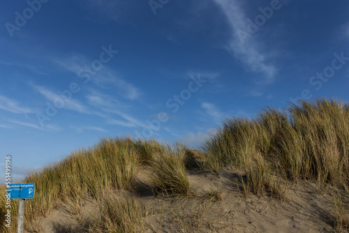 Fototapeta Naklejka Na Ścianę i Meble -  dunes at texel, netherlands, waddenzee, unesco world heritage, 