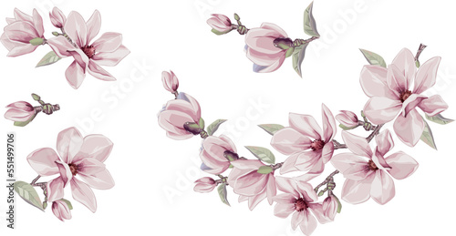 Magnolia flowers vector elements. Isolated watercolor bouquets in summer style. Design wedding decor.