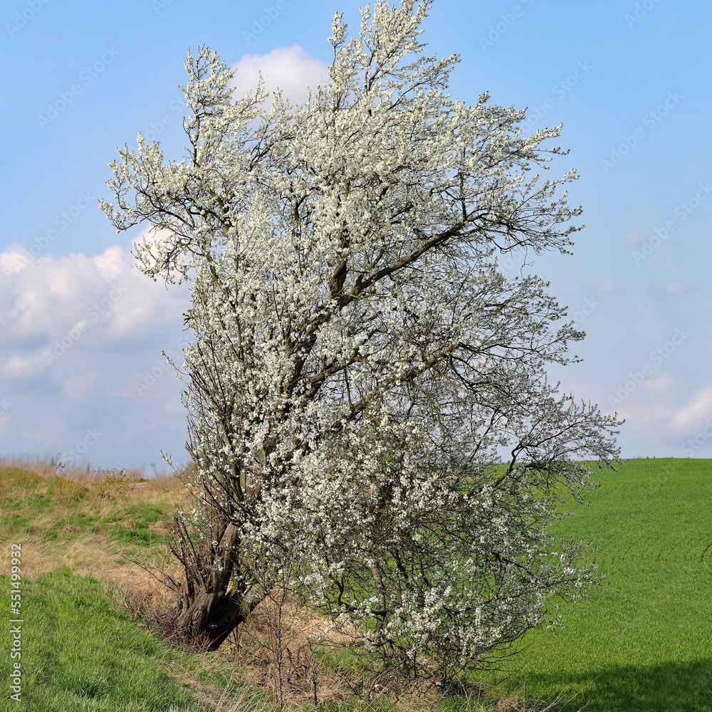 Flowering Prunus mahaleb tree on the roadside Flowering Prunus mahaleb tree on the roadside