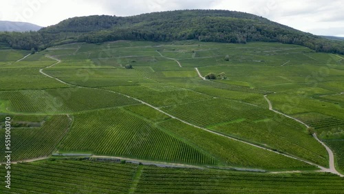 Lateral left move panoramic aerial drone view of the vineyards between Bergholtz and Guebwiller villages hills, in summer by cloudy weather, with Kitterlé and Saering crus, forest in background photo