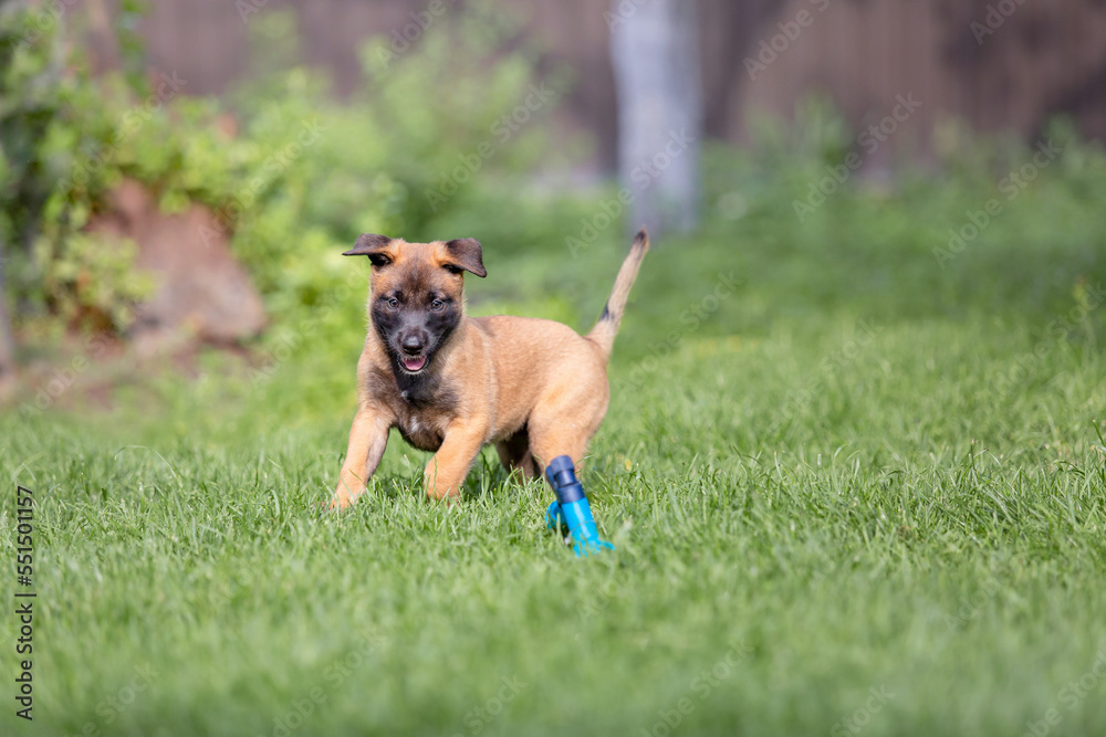 Belgian Shepherd (Malinois) puppy playing on the backyard. Kennel. Dog litter. Puppy on the green grass