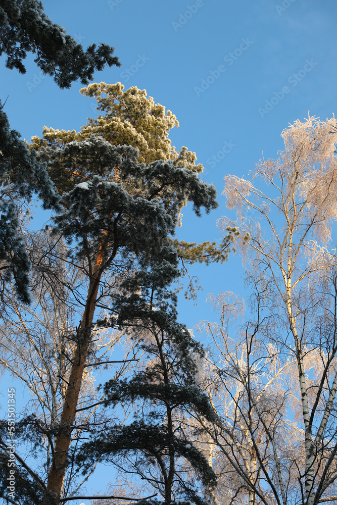 Obraz premium Winter forest in hoarfrost,