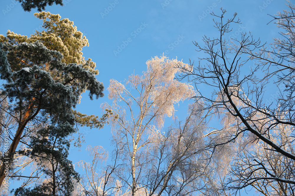 Obraz premium Winter forest in hoarfrost,