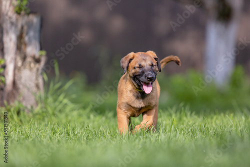 Fototapeta Naklejka Na Ścianę i Meble -  Belgian Shepherd (Malinois) puppy playing on the backyard. Kennel. Dog litter. Puppy on the green grass