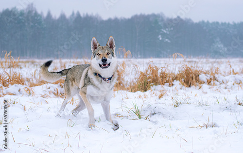 Pies w śnieżnej scenerii 