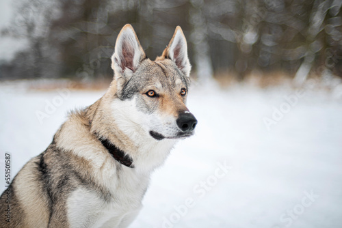 Pies w śnieżnej scenerii 