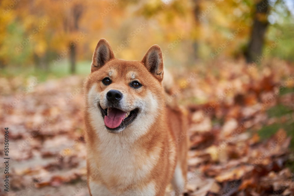 Shiba inu dog in autumn forest