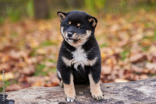 Obraz na płótnie Close-up portrait of a Shiba Inu puppy w salonie