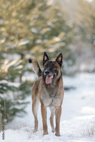 Belgian Shepherd Dog Malinois dog in winter landscape. Dog in the snow. Cold  season © OlgaOvcharenko