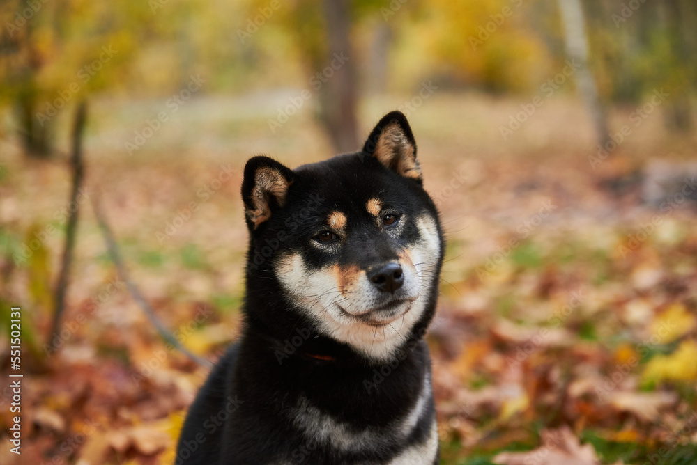 Shiba inu dog in autumn forest