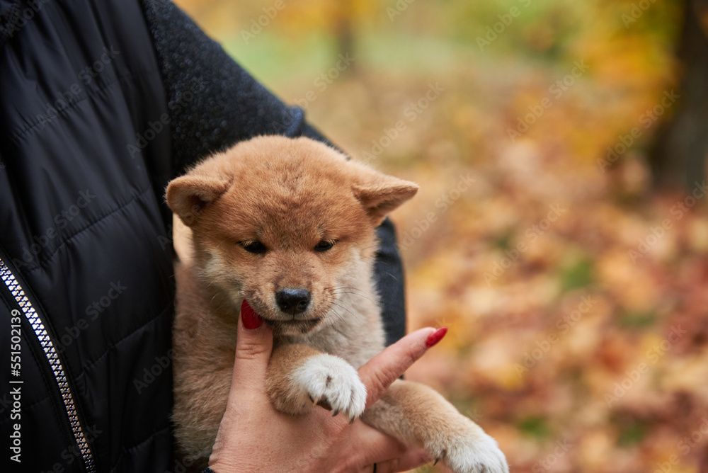 Woman holding a small red shiba inu puppy in her arms