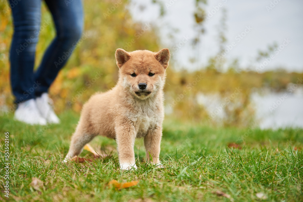 Close-up portrait of a Shiba Inu puppy