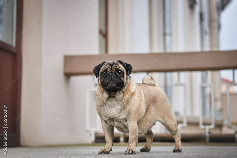 Close-up portrait of a pug dog in the city