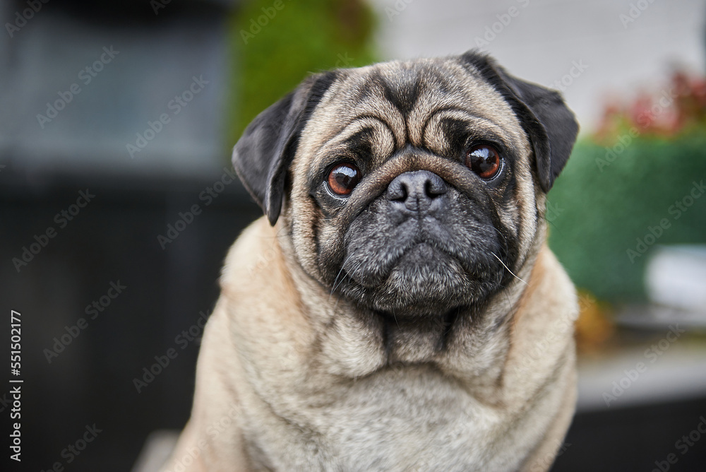 Close-up portrait of a pug dog in the city