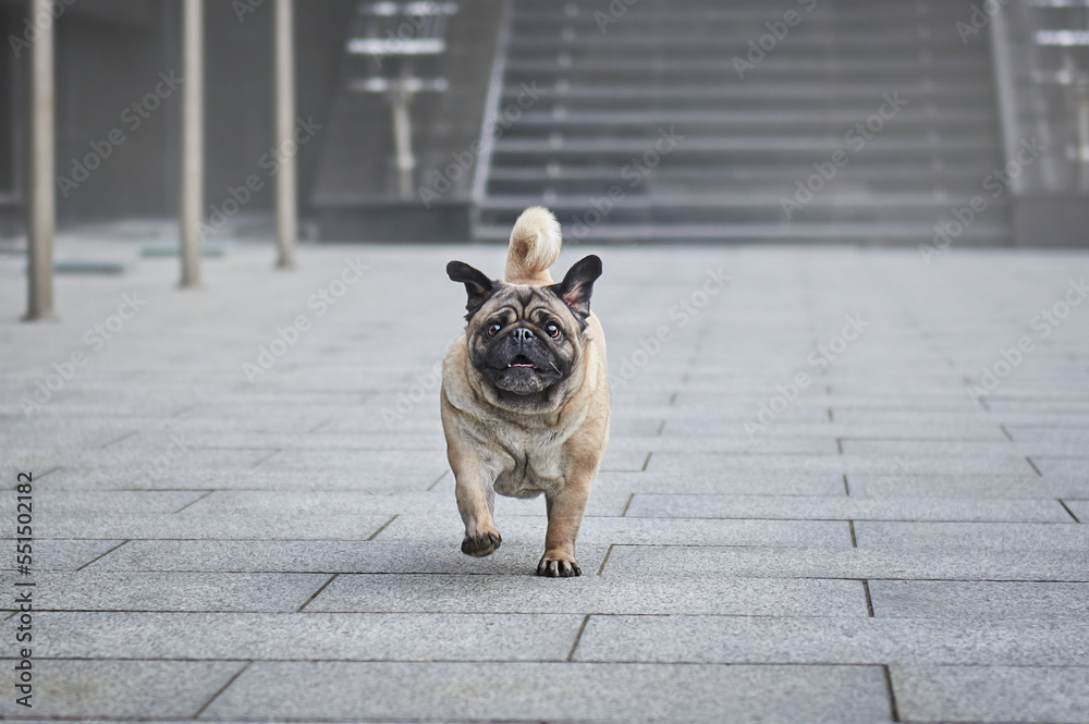 Close-up portrait of a pug dog in the city