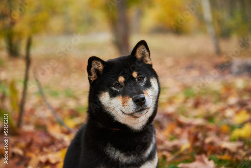 Obraz na płótnie Shiba inu dog in autumn forest w salonie