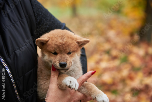 Obraz na płótnie Woman holding a small red shiba inu puppy in her arms w salonie