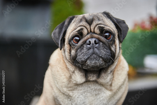 Obraz na płótnie Close-up portrait of a pug dog in the city w salonie