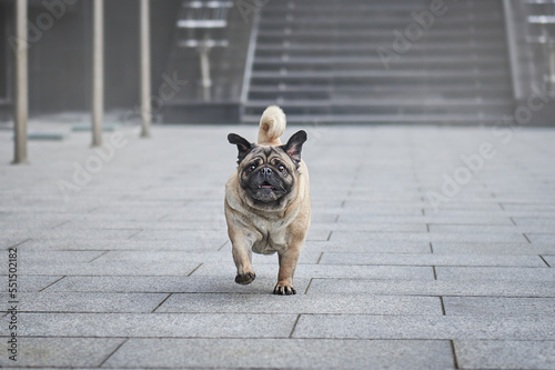 Obraz na płótnie Close-up portrait of a pug dog in the city w salonie