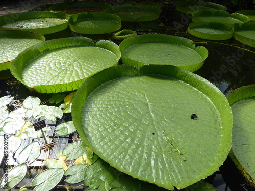 Victoriaseerosen und Kapseerosen im Palmenhaus photo