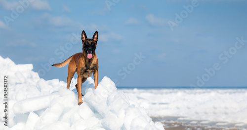 Belgian Shepherd Dog Malinois dog in winter landscape. Dog in the snow. Cold season