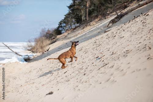 Beautiful Belgian Shepherd Malinois dog on seashore. Sand, water and sky. © OlgaOvcharenko
