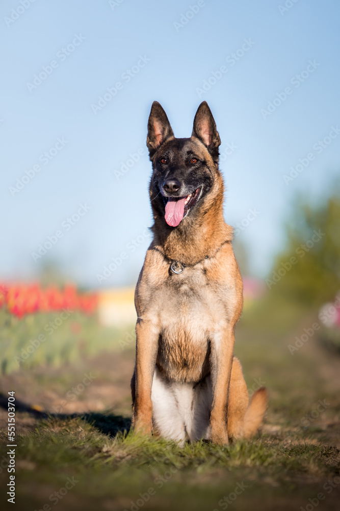 Pet in tulips field. Dog running. Belgian shepherd breed dog. Malinois dog. Police dog. Pet in tulips field. Dog running. Belgian shepherd breed dog. Malinois dog. Police dog.