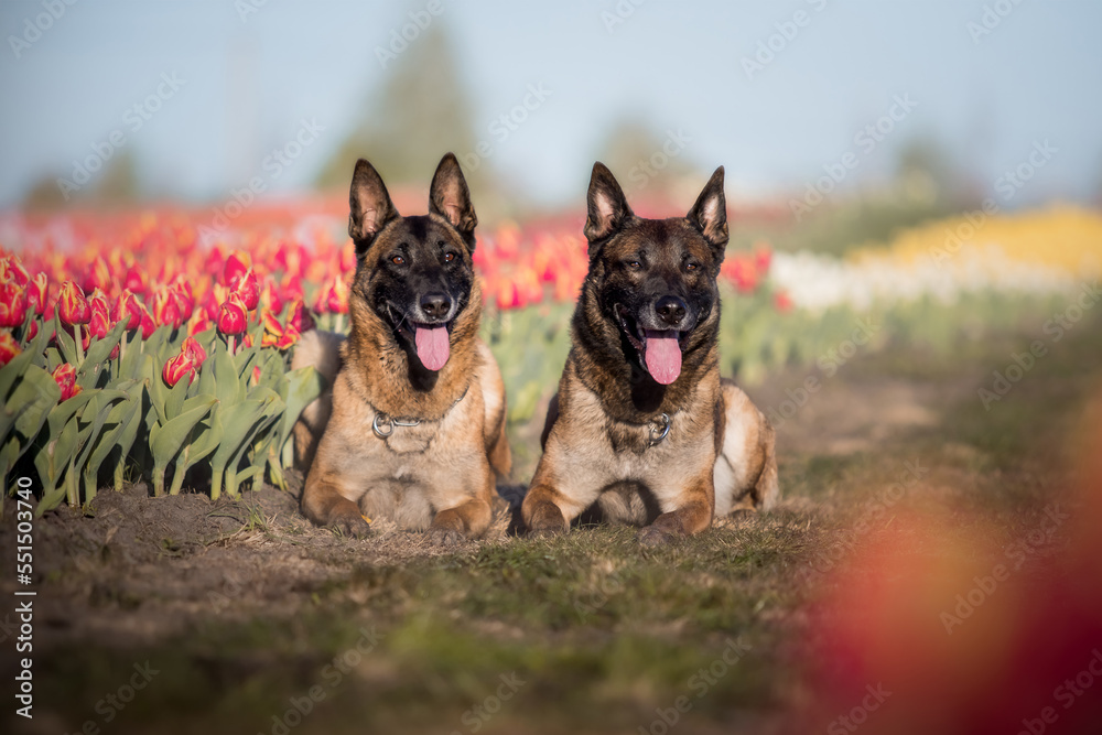 Pet in tulips field. Dog running. Belgian shepherd breed dog. Malinois dog. Police dog. 