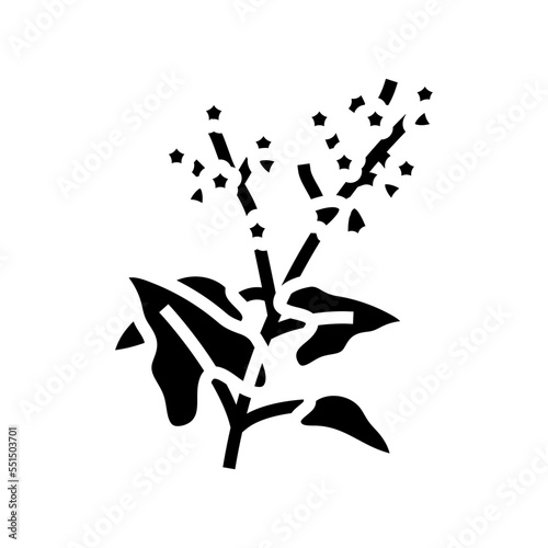 buckwheat plant healthy glyph icon vector. buckwheat plant healthy sign. isolated symbol illustration