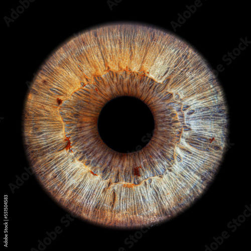 Fotografie, Obraz Brown eye iris - human eye