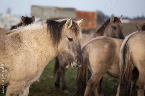 Fototapeta Naklejka Na Ścianę i Meble -  young horses in the pasture