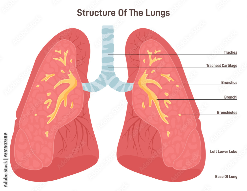 Lungs anatomy. Respiratory system main organ structure. Anatomy Stock
